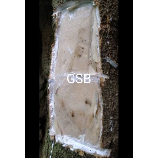 

Kulit pohon pulai lame pulay pule segar 500 gram