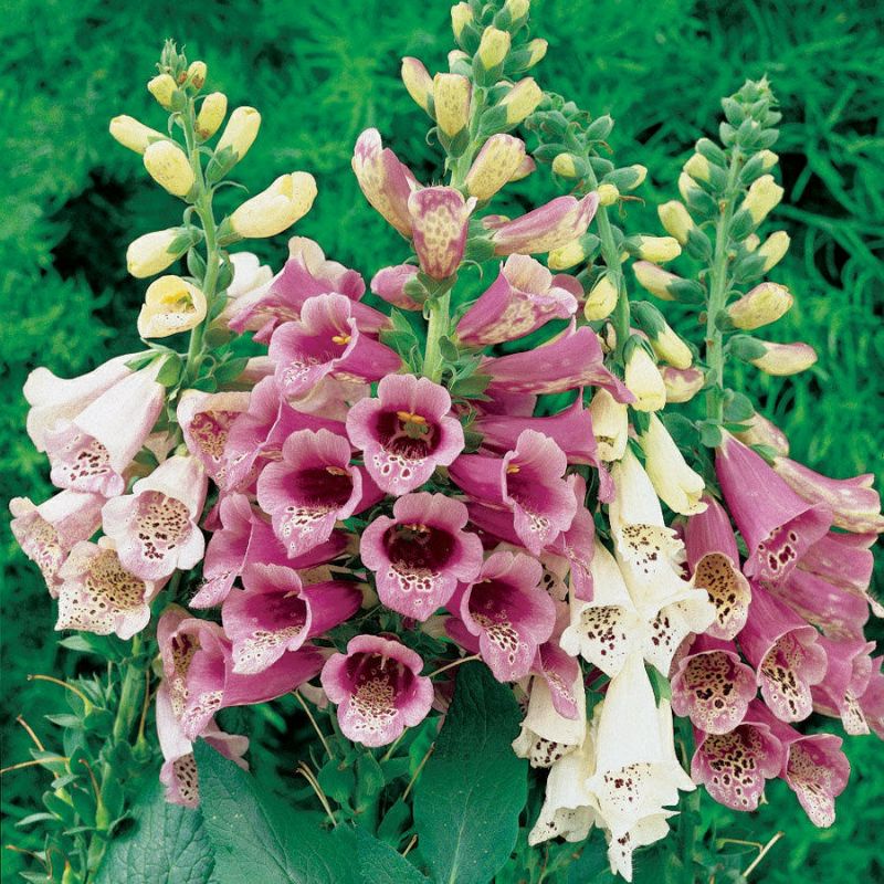 Benih BUNGA FOXGLOVE MIXED digitalis bibit tanaman hias isi 5 biji