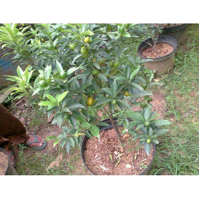 Super Bibit Tanaman Buah Jeruk Nagami Berbuah