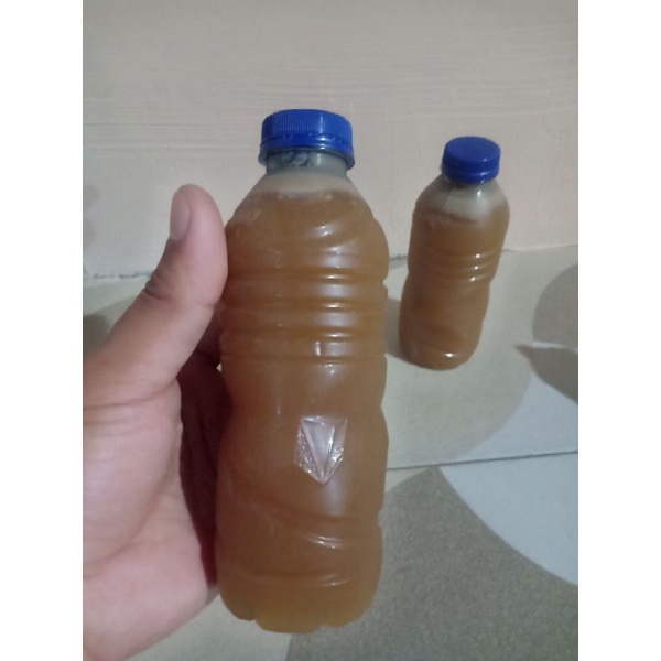

Nutrisi Semut Rangrang Kroto 1Liter / Semut rangrang