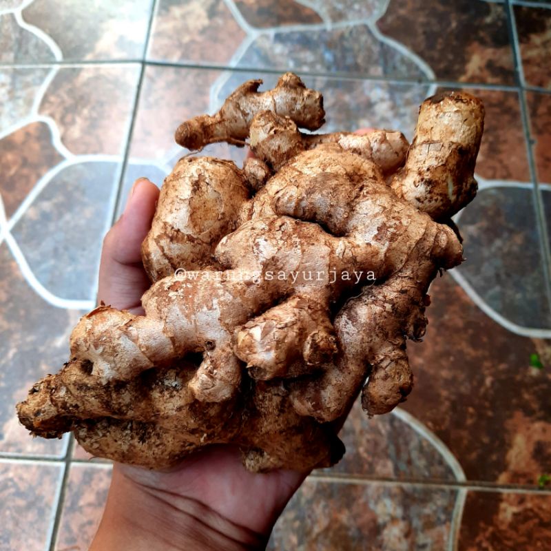 

Jahe / Bumbu Rempah 250 gram