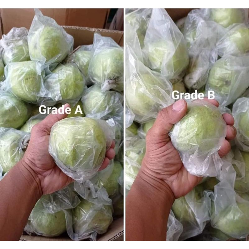 

Jambu Kristal Grade B