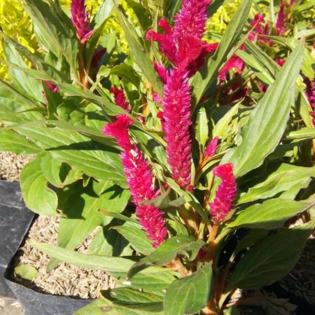 bibit tanaman ekor kucing