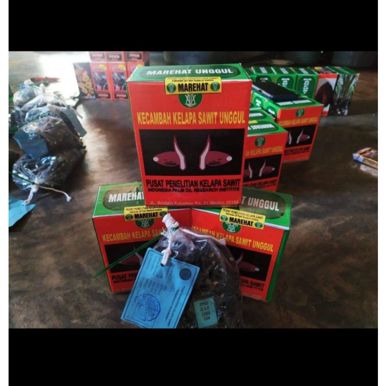 bibit sawit marehat unggul