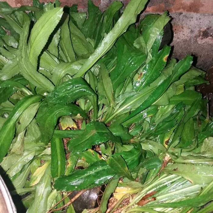 

New walang sangit segar 250gr