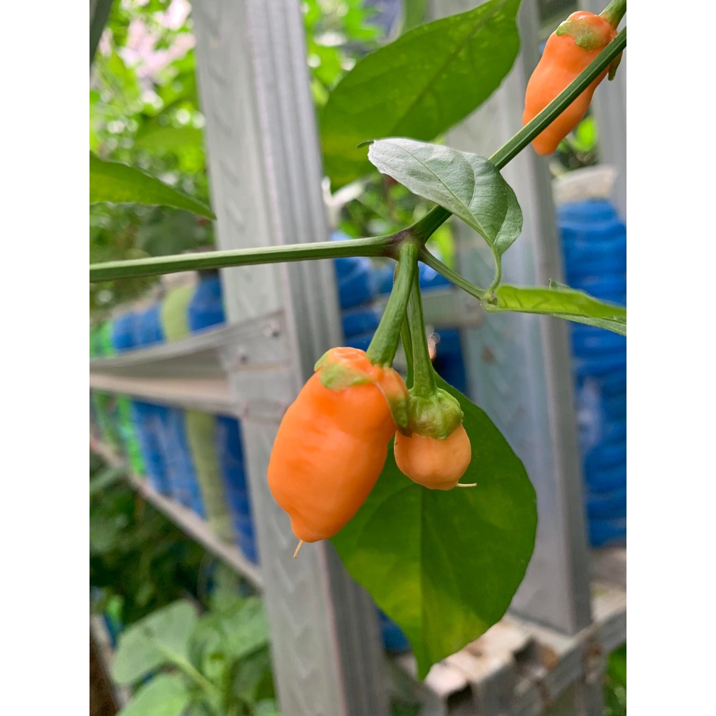 Benih Bibit Biji - Cabai BBG Bubblegum Orange Pepper Cabe Seeds