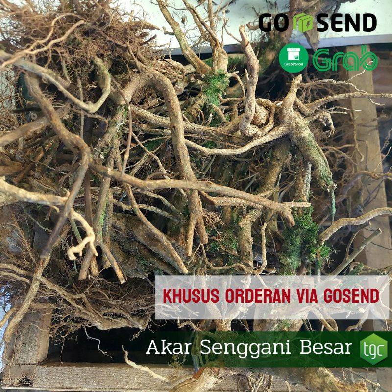 Akar Senggani Besar / Akar Buat Replika Bonsai Aquascape