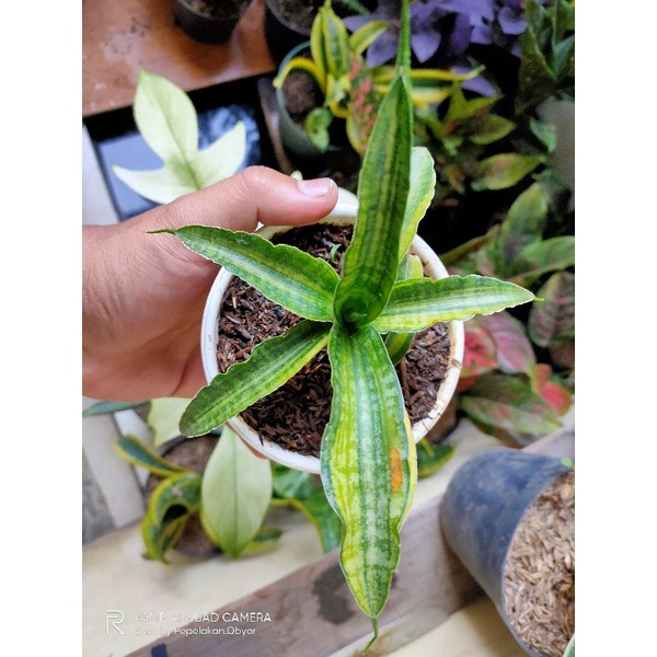 Sansevieria variegata Cordova