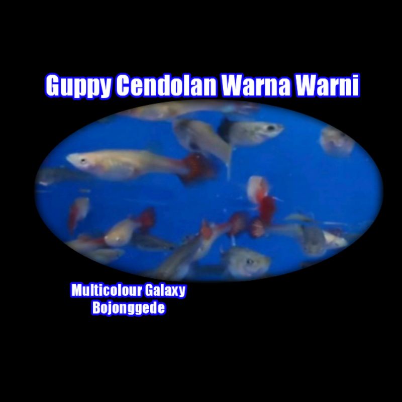 female ikan guppy cendolan