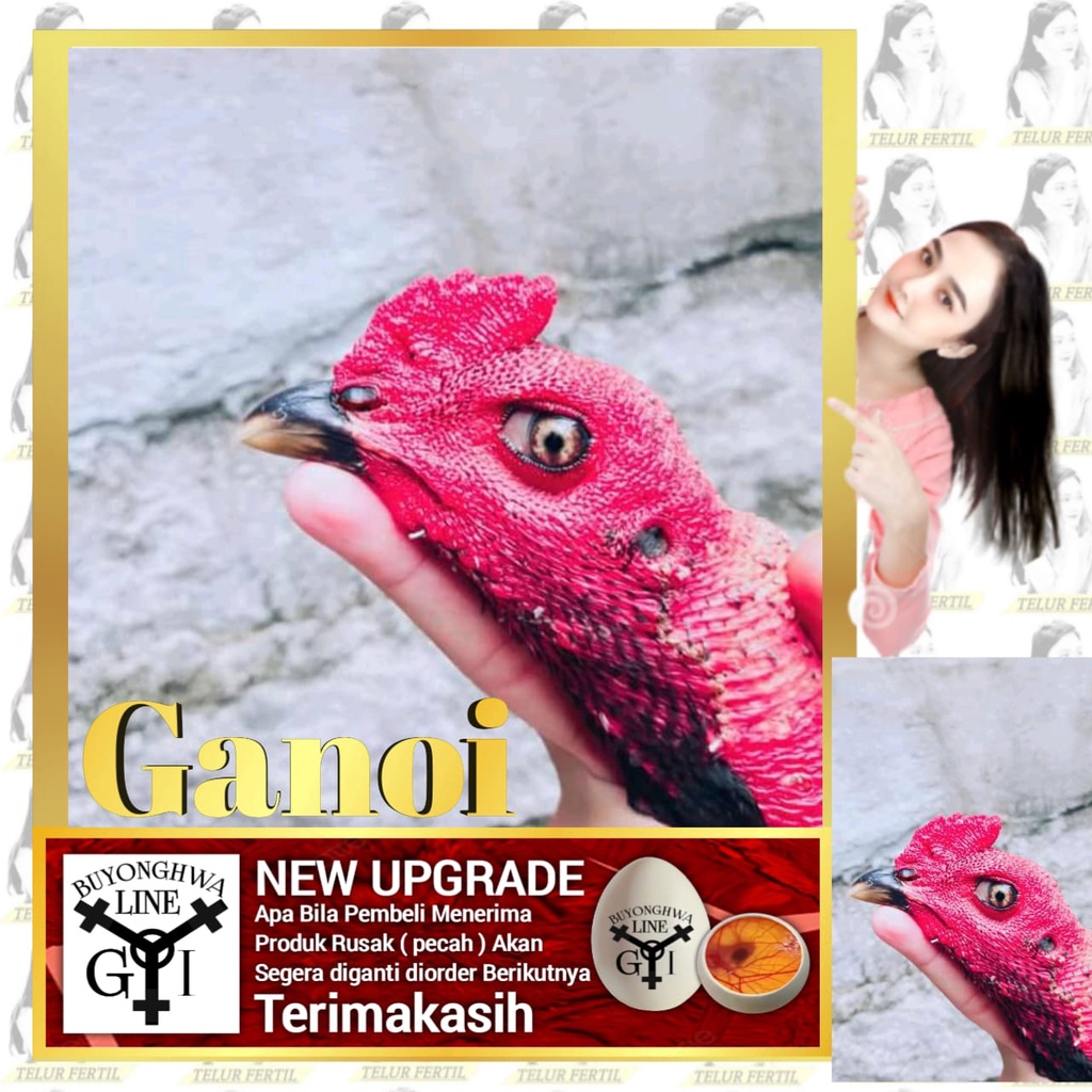 Bibit Anakan Ayam Ganoi Ori paruh pendek Telor fertil Tipe A25 Laskar Buyonghwa patubi manuk