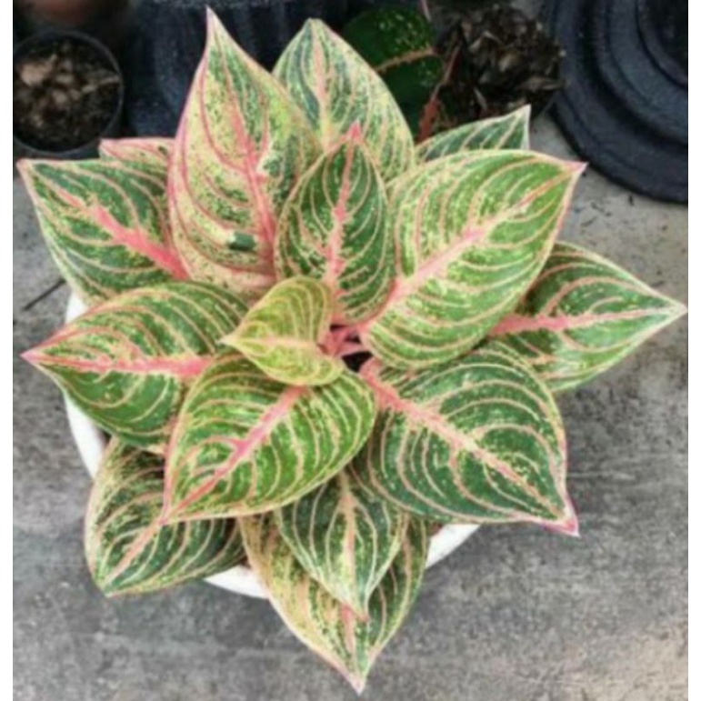 Aglonema maeswara baby otw 3daun