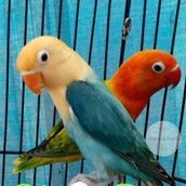 Burung Lovebird Adeeva point | Sepasang Biola | Lakbet Biola | Opaline | Klep