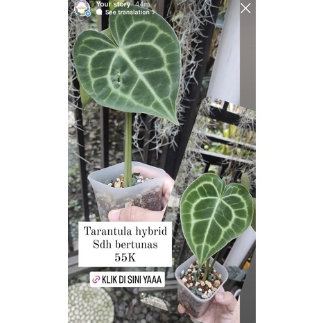 anthurium tarantula hybrid 0501-02