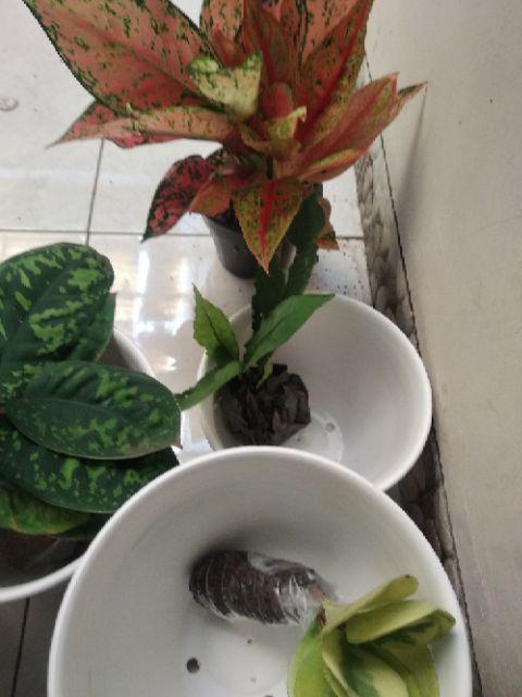 Homalomena Totol Putih