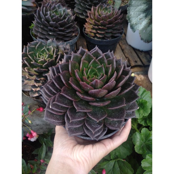 Sukulen Black prince | Mawar Hitam