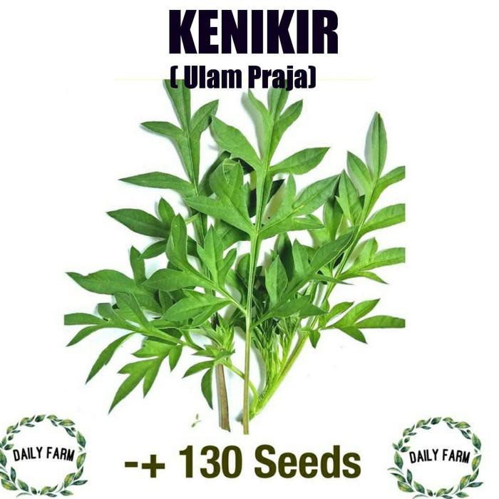 Jual Benih Bibit Sayur Kenikir Ulam Praja Kemasan Repack Shopee Indonesia