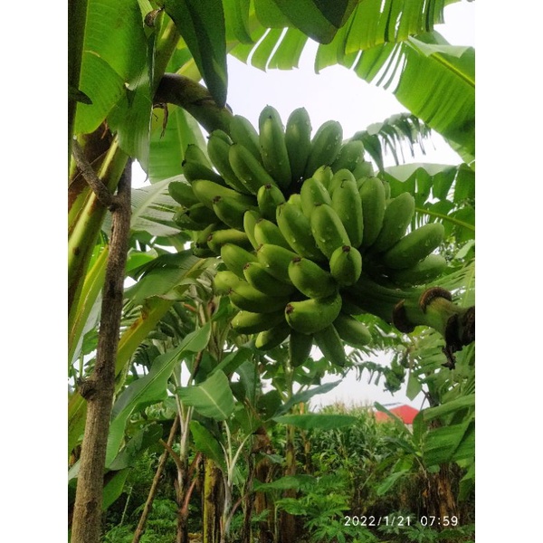 bibit pisang mas kirana