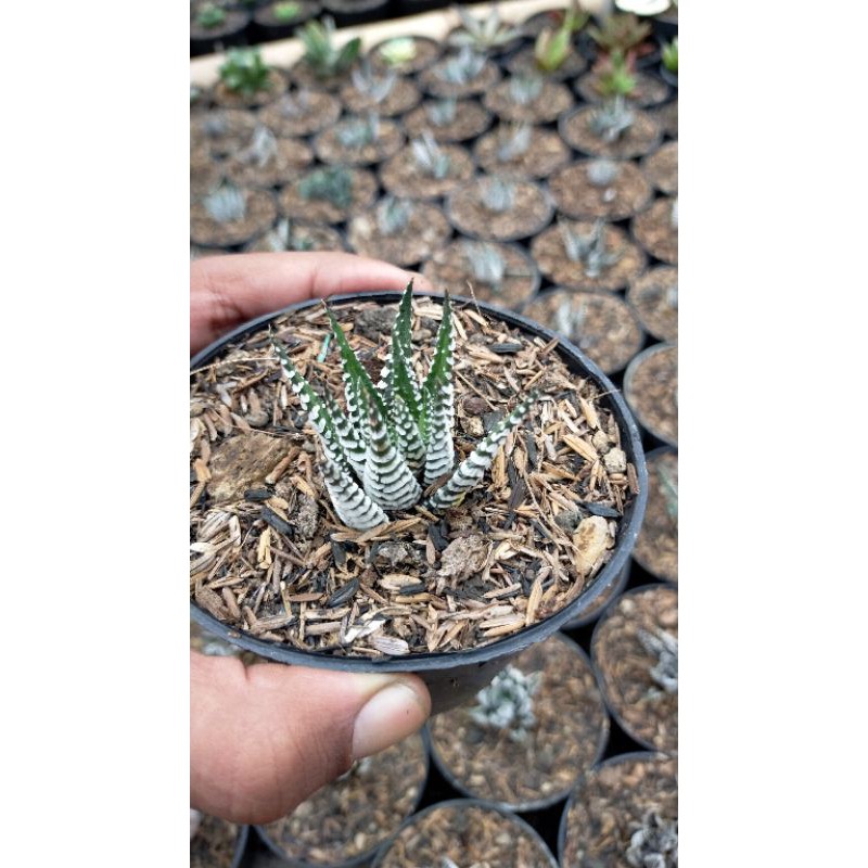 Haworthia Zebra