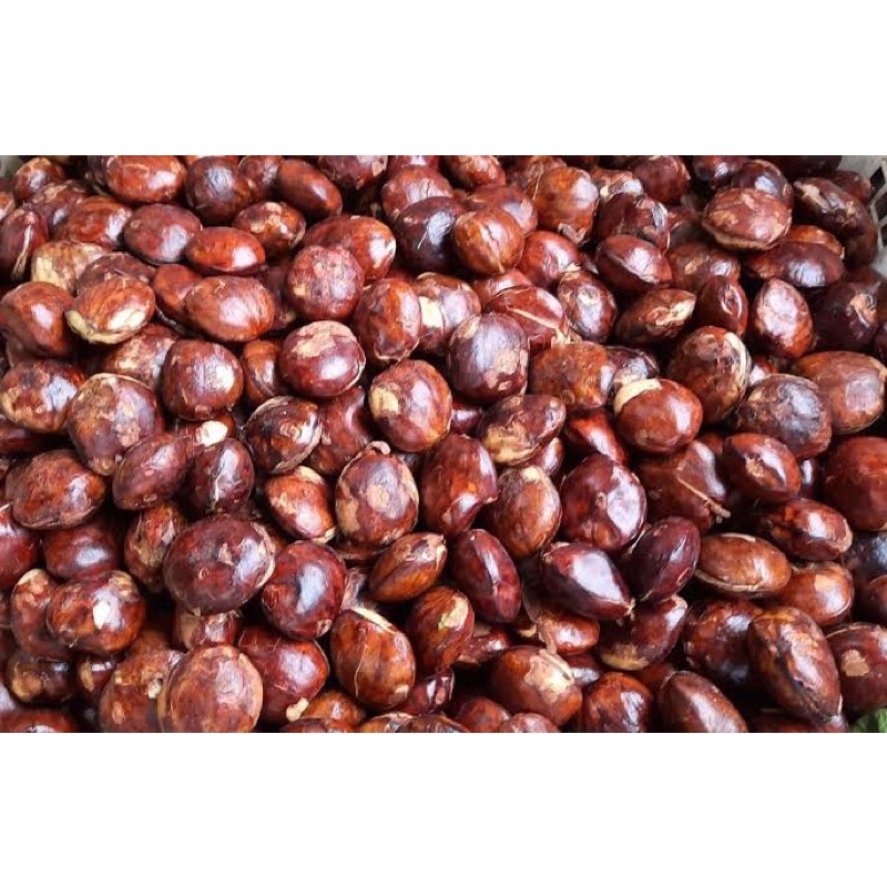 

jengkol fresh