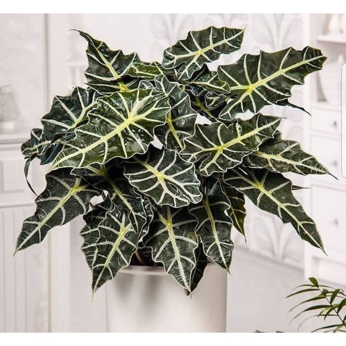 bibit bonggol alocasia parasol / alokasia parasol