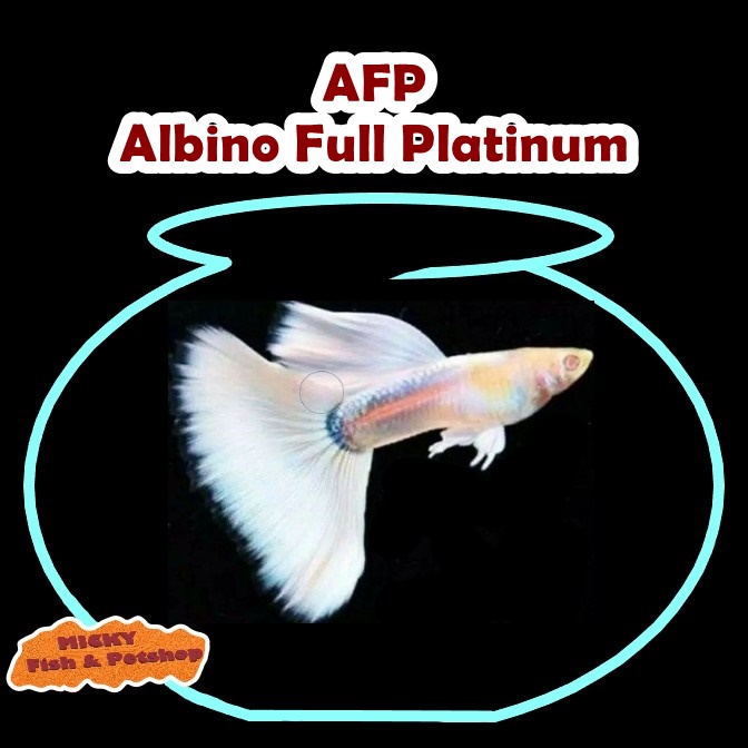 Guppy AFP Albino Full Platinum Indukan Jantan