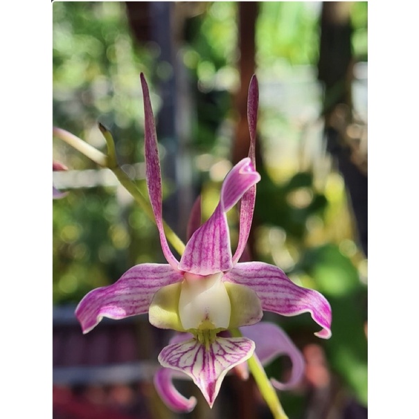 Dendrobium leporinum red devil - Anggrek spesies