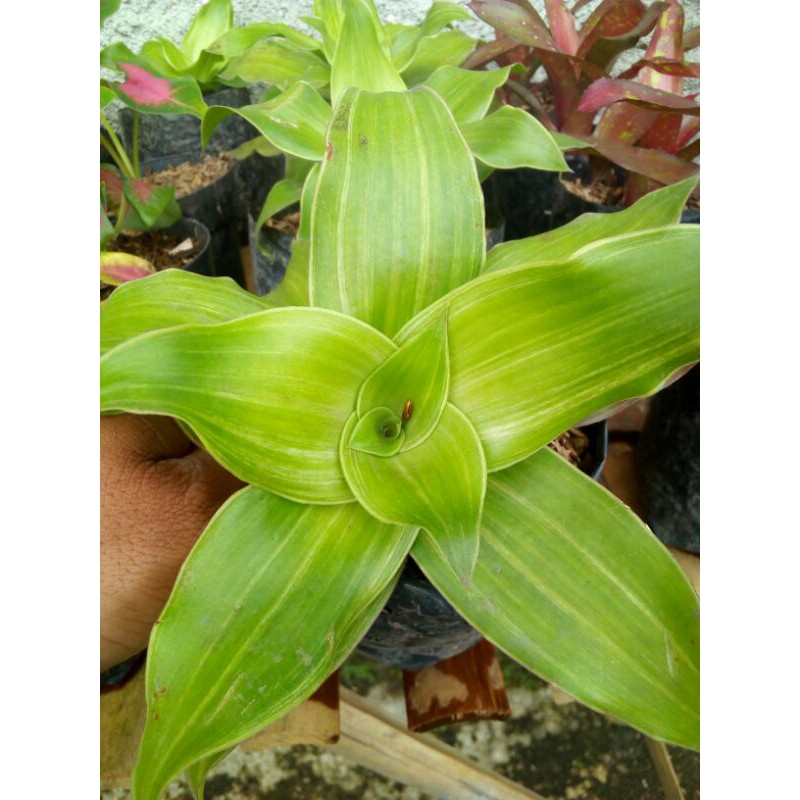 bromelia vriesea ospinae