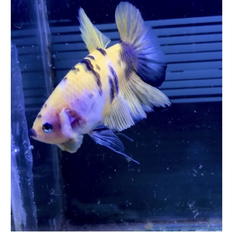 koleksi pajangan ikan cupang betta fish giant jiyan jayen zayen sesuai foto yellow koi