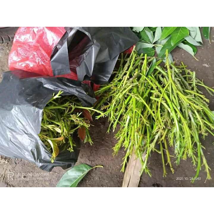 etres alpukat miki cutting alpukat miki batang segar alpukat miki