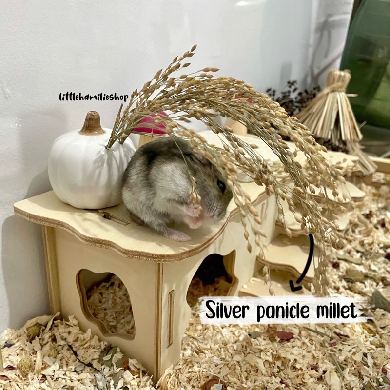 Hamster Sprays Flax Seed Millet Sprays Hamster Millet Sorghum Sprays