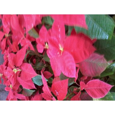 TANAMAN KASTUBA MERAH~ BUNGA KASTUBA MERAH~KEMBANG KASTUBA minim 2pot
