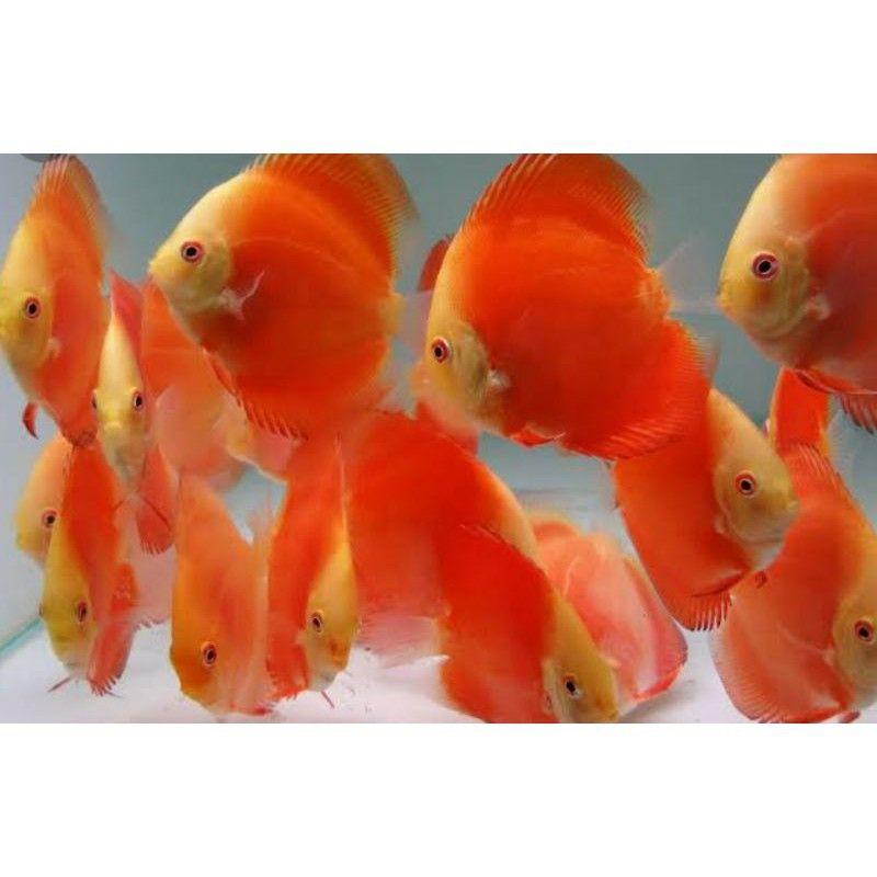 ikan discus red melon