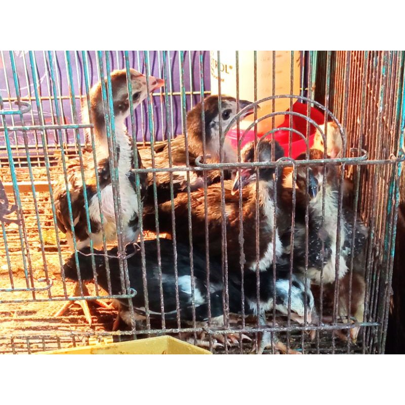 Ayam Bangkok Asli umur 1 Bulan