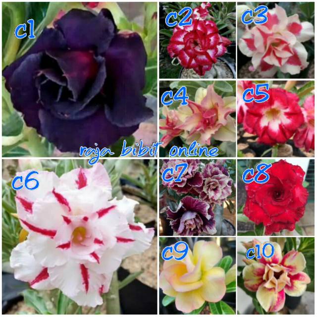 Bunga kamboja paket 10 jenis warna berbeda