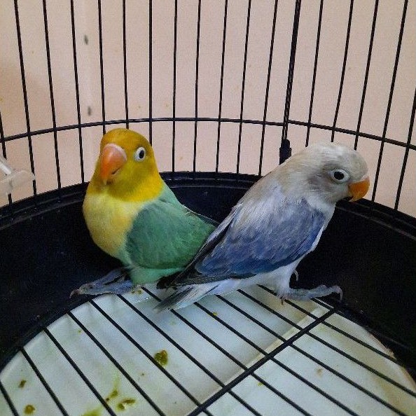 Lovebird Biola Parblue (PB) & Euwing Violet
