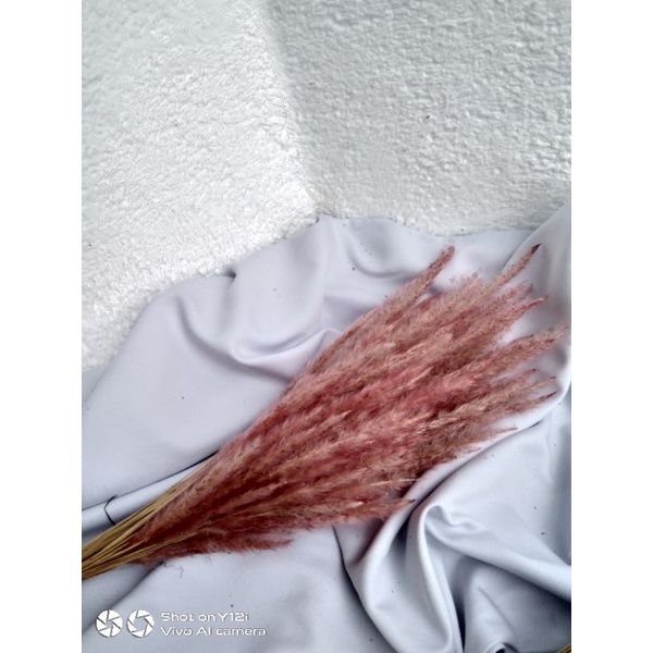 bunga ilalang kering warna pink