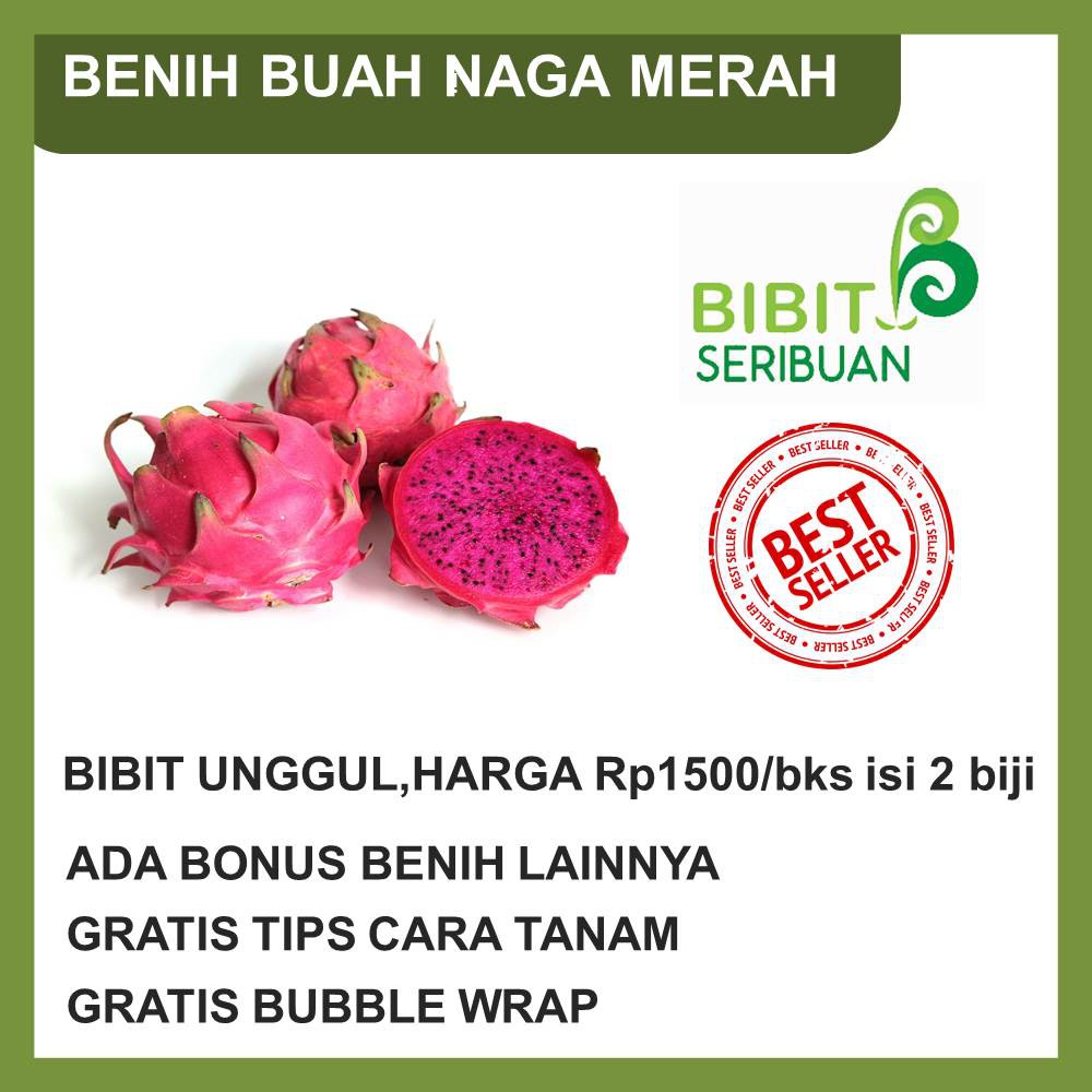 BENIH BUAH NAGA