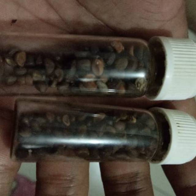 Biji benih kangkung bibit kangkung super biji benih kangkung unggul