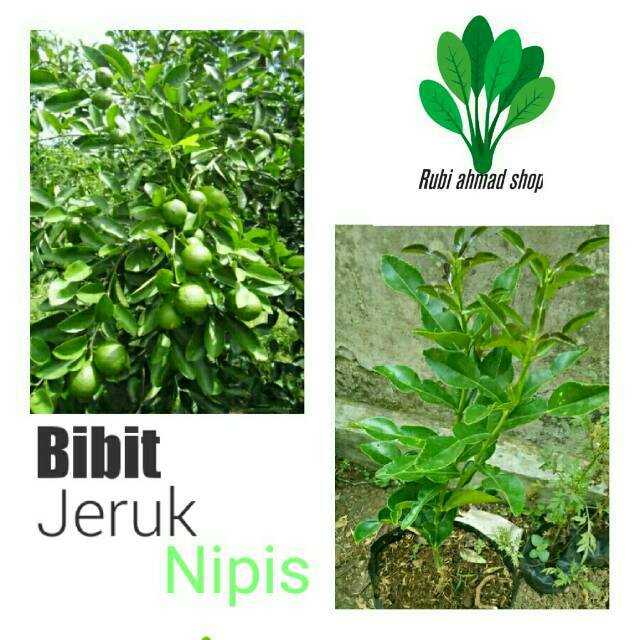 Bibit jeruk nipis/pohon jeruk nipis