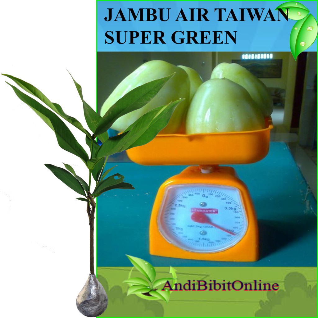 Bibit Jambu Taiwan Super Green - Tanaman Jambu Air Taiwan Super Green