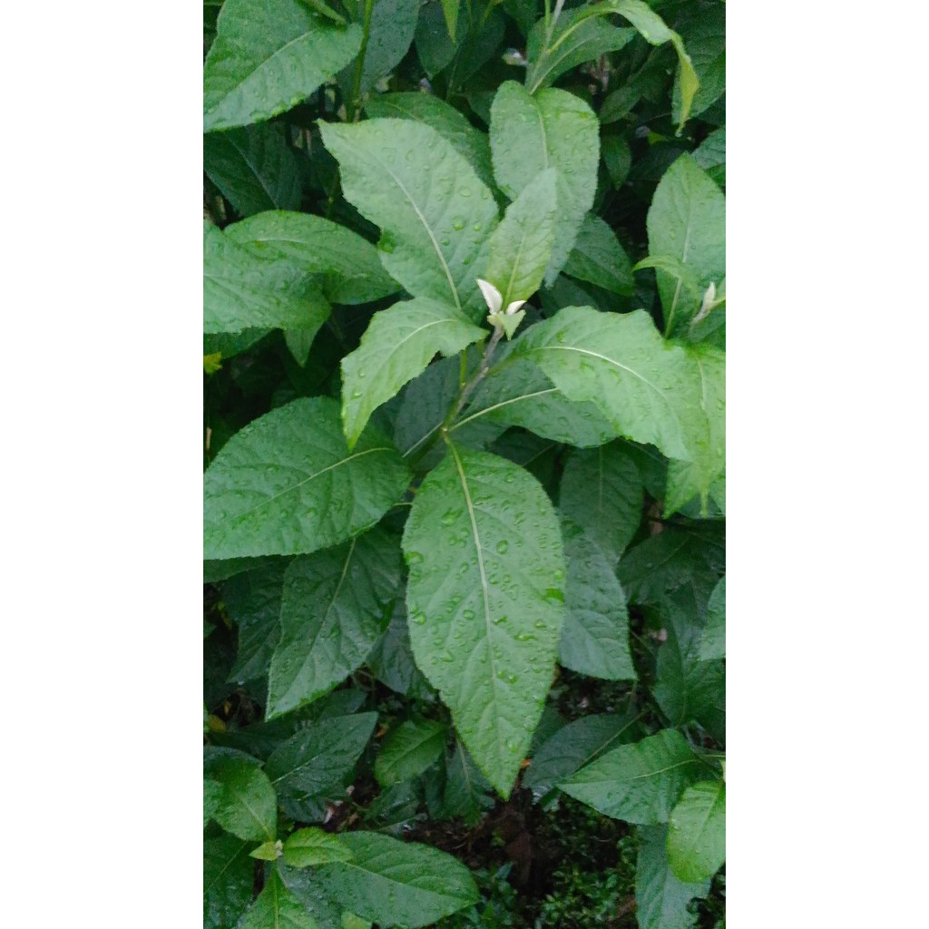 

Daun Afrika Obat Hipertensi Herbal Asam Urat / Herbal Gejala Stroke