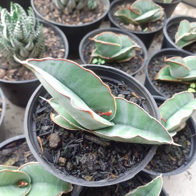 Sansevieria banana