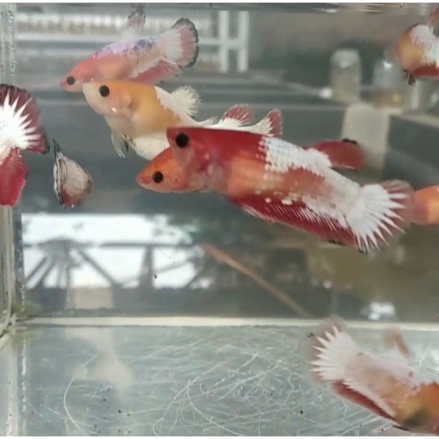 FEMALE/BETINA FCCP LINE VIETNAM