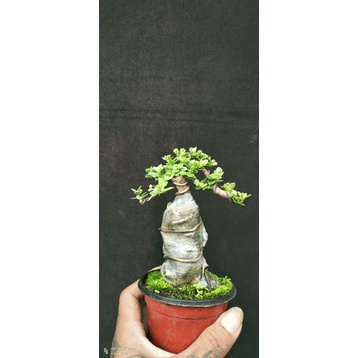 bonsai Sancang varigata on the rock-0