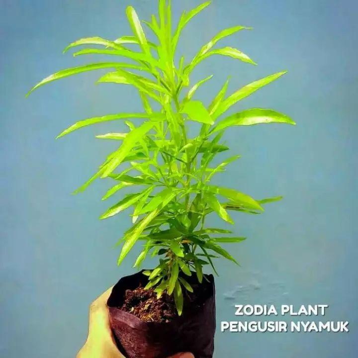 tanaman zodia pengusir nyamuk / tanaman zodia / tanaman pengusir nyamuk / tanaman hias zodia