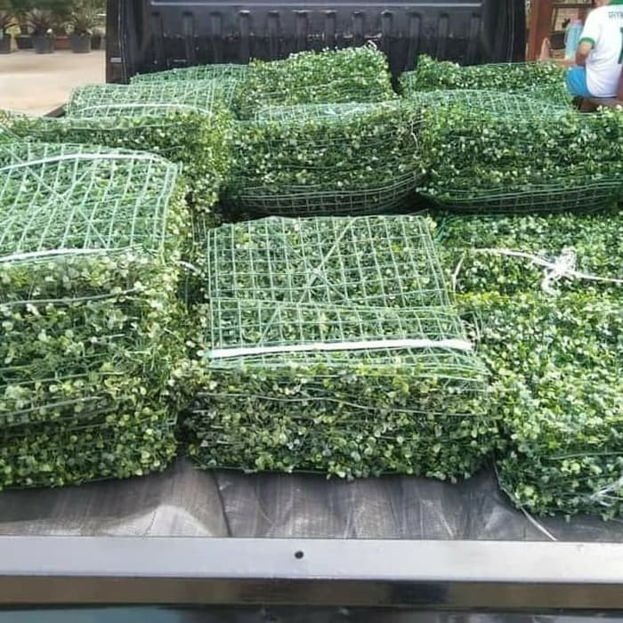 tanaman hias rambat dolar sintetis artifical - rumput dolar sintetis