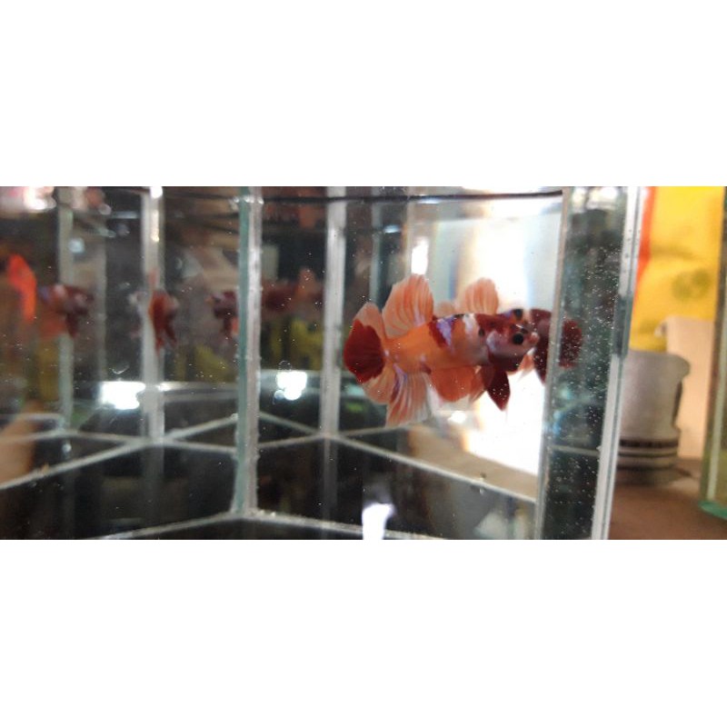 Ikan Cupang Hias Giant BO 4 Up