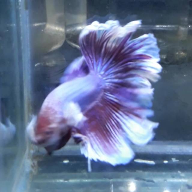 Cupang halfmoon dumbo ear size L