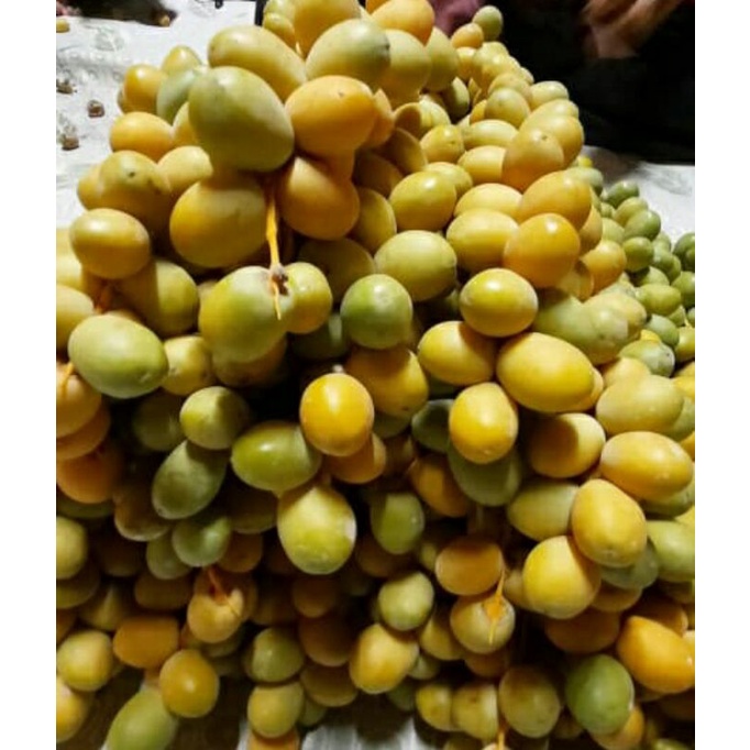 

JUNI JULI 2023 (NO COD) Kurma Muda / Kurma / Kurma Muda Aceh Medan