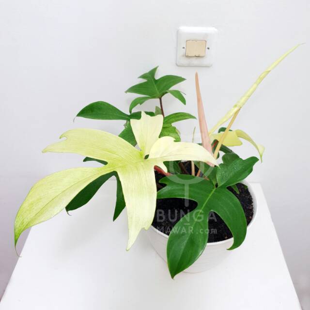 Philodendron Florida Ghost (ukuran besar)